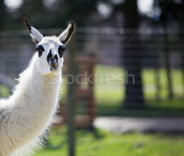 Stock foto: Dunkel · Lama · zurück · Kopf · Hals · schwarz