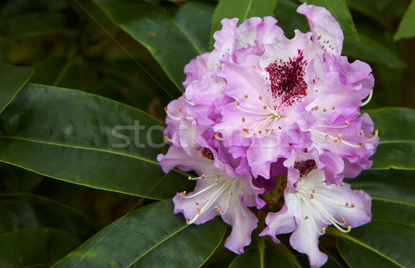 Violet Rhododendron Stock photo © bobkeenan