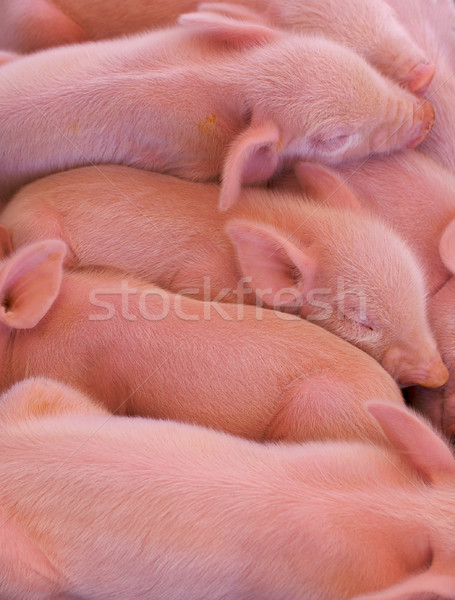 Köteg rózsaszín született padló vicces fiatal Stock fotó © bobkeenan