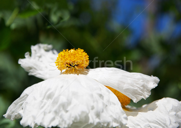 雞蛋 花 淺 中心 商業照片 © bobkeenan