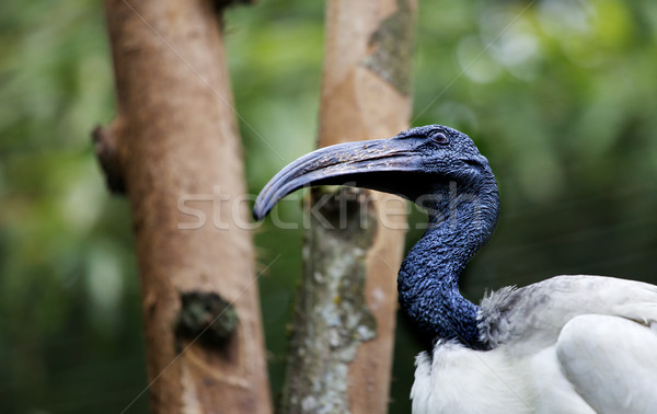 Black necked Stork Stock photo © bobkeenan
