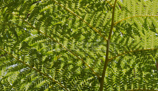 Paproci oddziału poziomy drzewo słońce tle Zdjęcia stock © bobkeenan