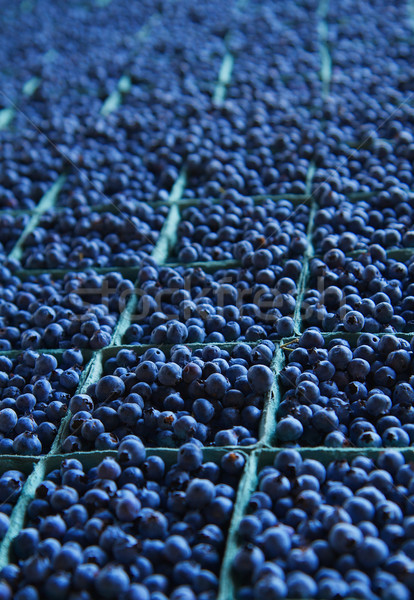 Miles of Blueberries Stock photo © bobkeenan