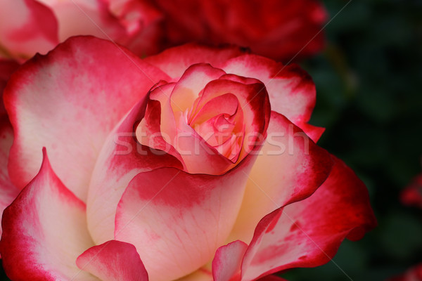 Bíbor fehér rózsa makró közelkép szeretet Stock fotó © bobkeenan
