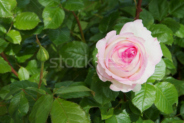 White Pink Rose Stock photo © bobkeenan