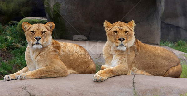 Stockfoto: Paar · vrouwelijke · ogen · haren · paar · portret