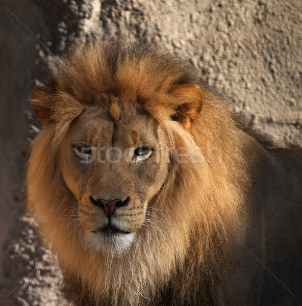Lions head Stock photo © bobkeenan