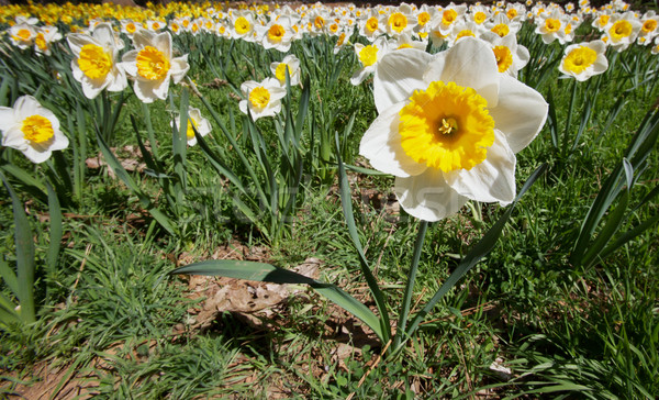 Campo flores narciso enfoque suave narcisos Foto stock © bobkeenan