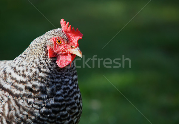 Gallina cabeza brillante rojo pollo Foto stock © bobkeenan