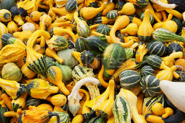 Amarillo verde calabacín formas Foto stock © bobkeenan