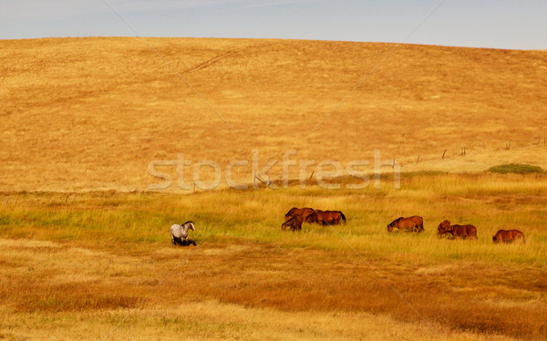 Grazing Horses Golden Field Stock photo © bobkeenan
