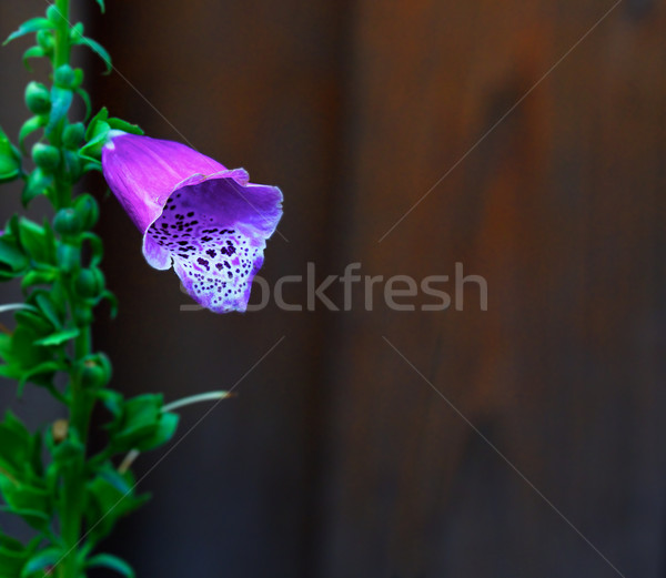 Egyedüli lila puha fókusz cédrus fa Stock fotó © bobkeenan