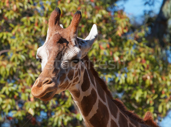 Giraffe right look Stock photo © bobkeenan