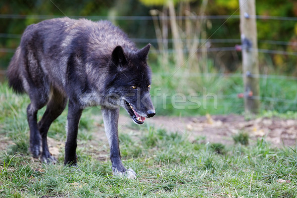 Farkas fekete szürke puha fókusz kerítés Stock fotó © bobkeenan
