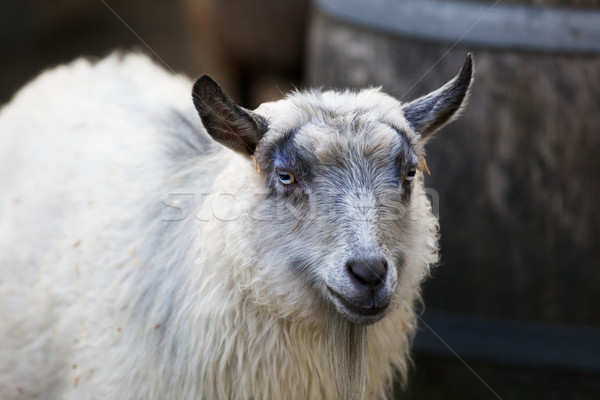 Slot Eyed Young Goat Stock photo © bobkeenan