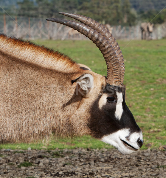 Antelope Neck and head Stock photo © bobkeenan