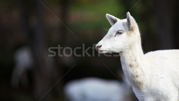 Young White Fallow Deer Head Stock photo © bobkeenan