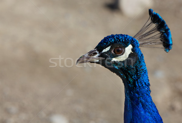 Close up Blue Peacock head Stock photo © bobkeenan