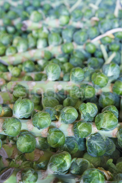 Brussel Sprout stalks Stock photo © bobkeenan