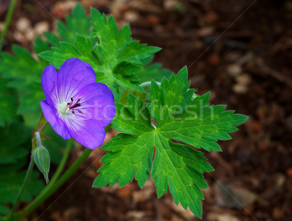 Foto d'archivio: Viola · foglie · verdi · soft · natura · giardino