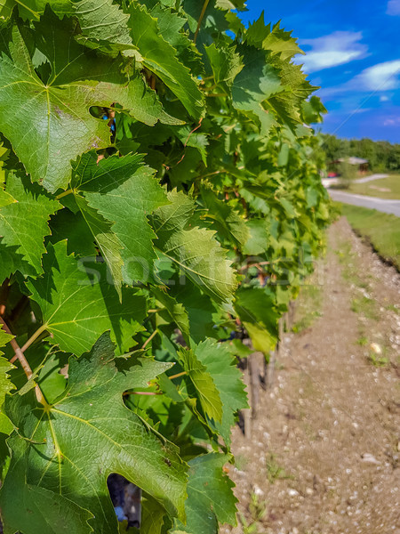 Stock photo: Vineyard in Montalcino, Italy