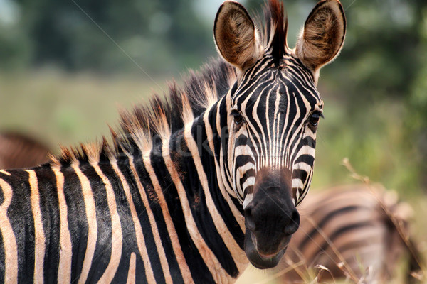 Zebra parku Rwanda trawy niebieski czarny Zdjęcia stock © boggy