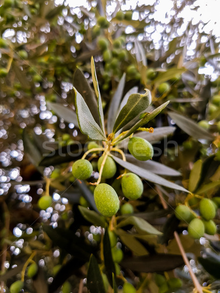 Olives on the olive tree Stock photo © boggy