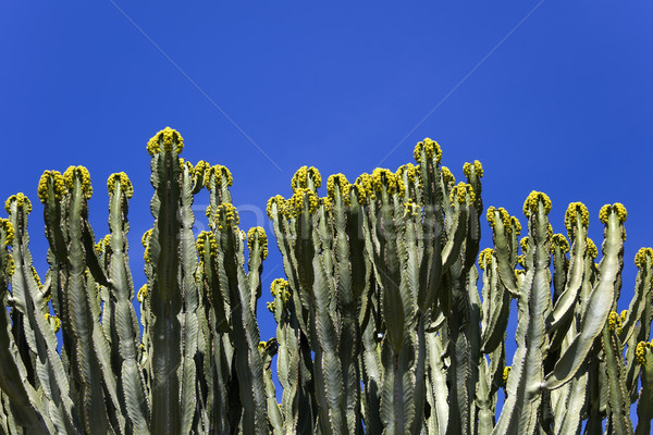 Cacti flowers Stock photo © boggy