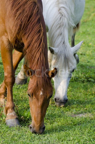 Foto stock: Caballos · familia · primavera · caballo · verano