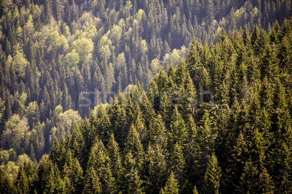 Bos berg boom hout natuur reizen Stockfoto © boggy