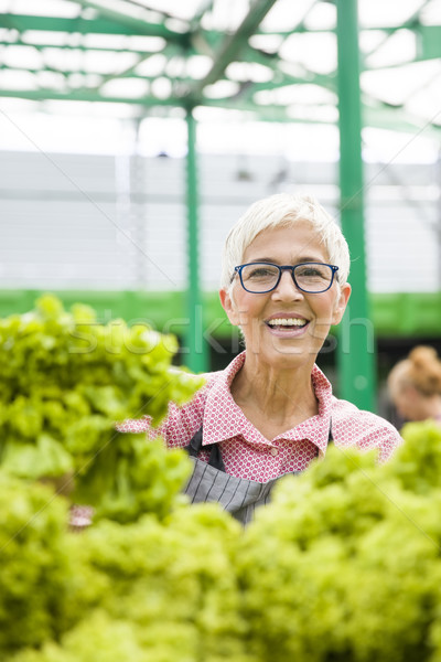 Idős nő saláta piactér portré dolgozik Stock fotó © boggy