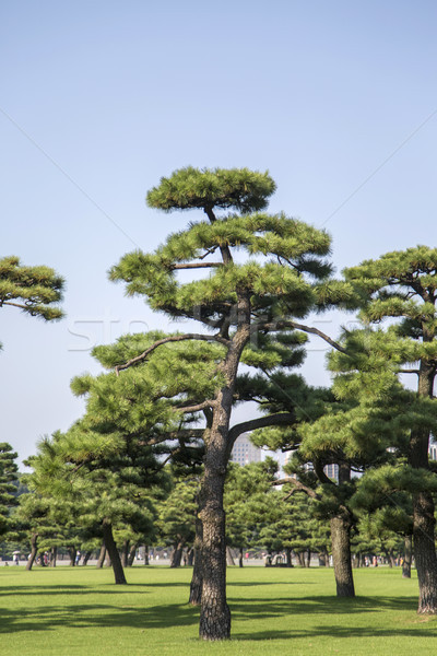 Tokio vista parque Japón árbol madera Foto stock © boggy