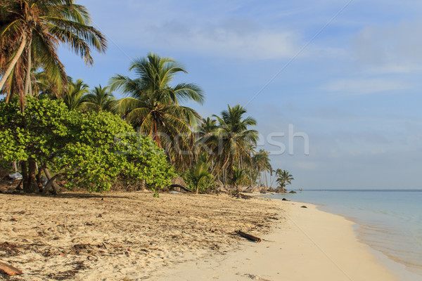 Tropikal plaj gökyüzü su deniz yaz palmiye Stok fotoğraf © boggy