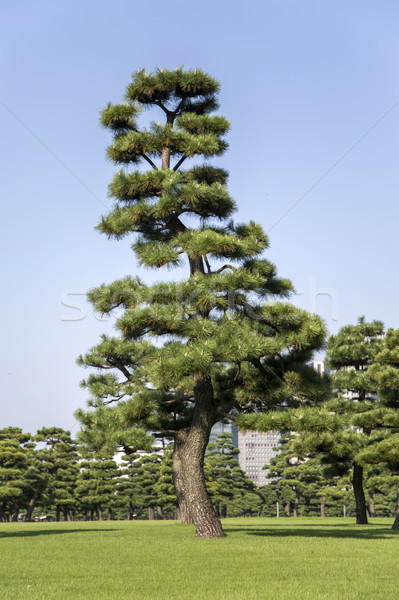 Tokyo vedere parc Japonia copac lemn Imagine de stoc © boggy