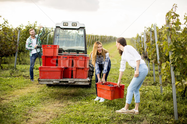 Fiatalok dolgozik szőlőskert aratás szőlő férfi Stock fotó © boggy