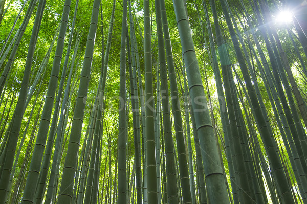 Bambou forêt détail bois usine asian [[stock_photo]] © boggy