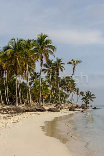 Tropischen Strand Himmel Wasser Meer Sommer Palmen Stock foto © boggy