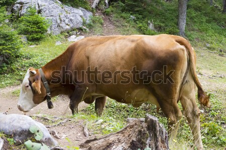 Berg Kuh Sommer Tag Ansicht Natur Stock foto © boggy