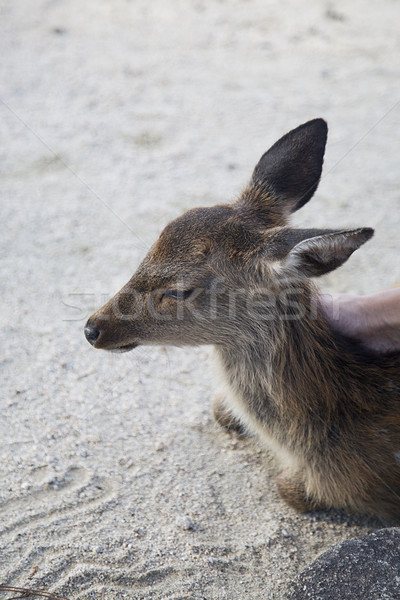 őzgida sziget tavasz élet állat legelő Stock fotó © boggy