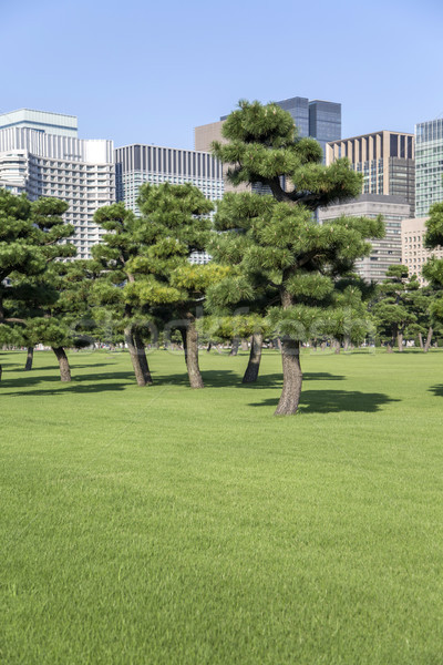 Mooie groene park tuin Japan Stockfoto © boggy