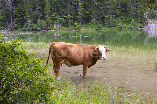 Hegy tehén nyár nap kilátás természet Stock fotó © boggy