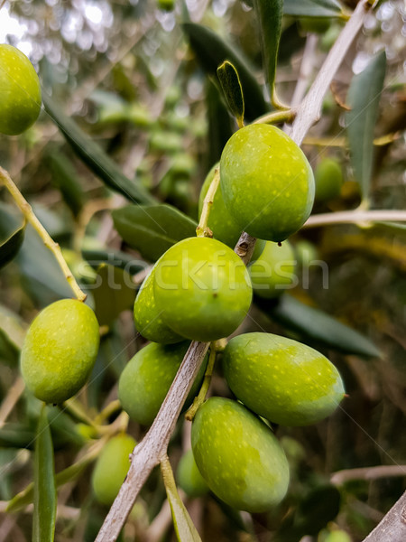 Olajbogyók olajfa közelkép kilátás természet gyümölcs Stock fotó © boggy