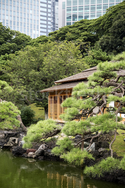 花園 東京 日本 細節 城市 性質 商業照片 © boggy