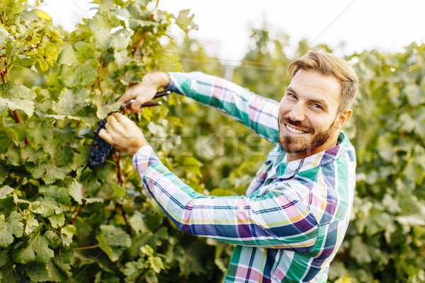 Young man working in the vineyard Stock photo © boggy