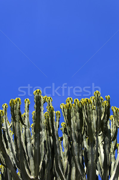 Cacti flowers Stock photo © boggy