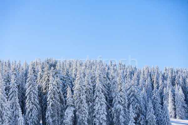 Berg winter boom bos natuur licht Stockfoto © boggy