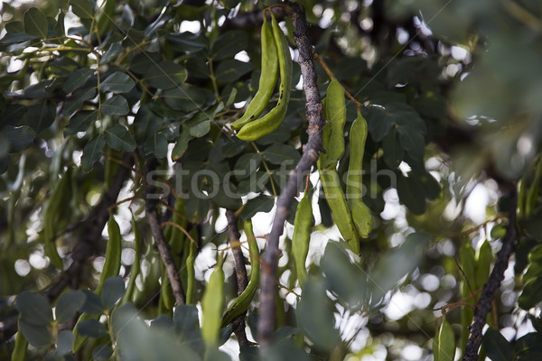 Detail of the carob tree Stock photo © boggy