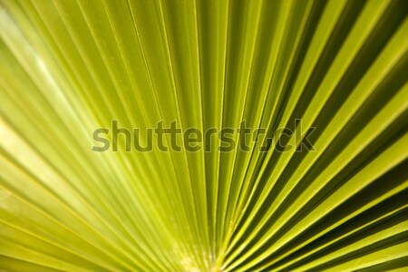 Green palm leaf Stock photo © boggy