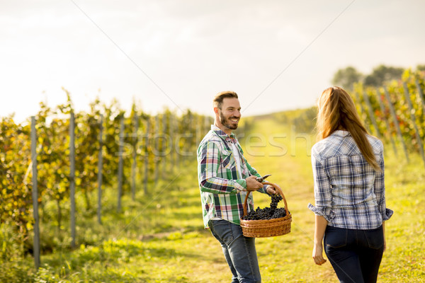 Stock photo: Young couple  harvesting grapes in a vineyard