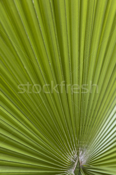 Green palm leaf Stock photo © boggy